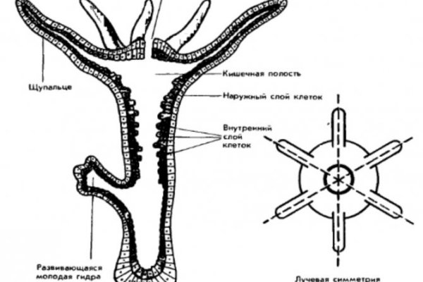 Hydra ссылка